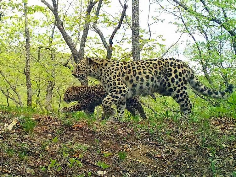 Нога в ногу: семью дальневосточных леопардов сняла фотоловушка в Приморье