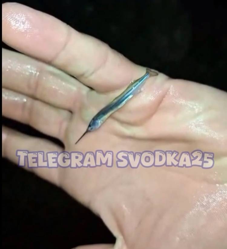 Популярный пляж усыпал мальками саргана во Владивостоке