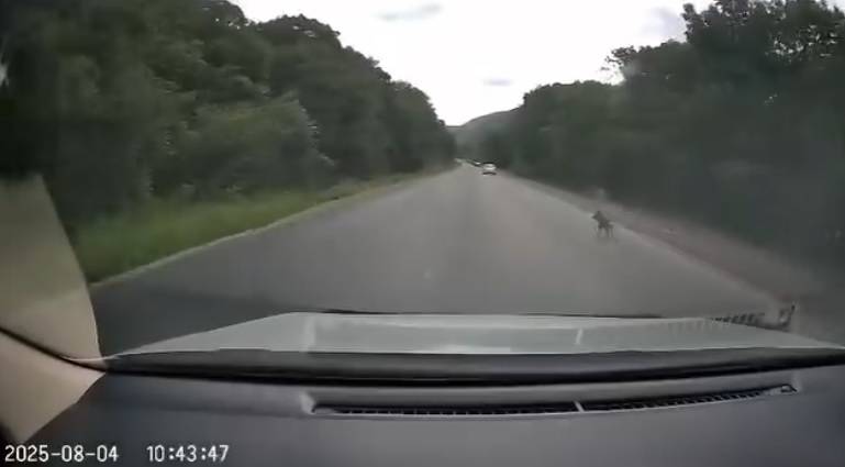 Люди выбросили собаку из автомобиля на трассе в Приморье