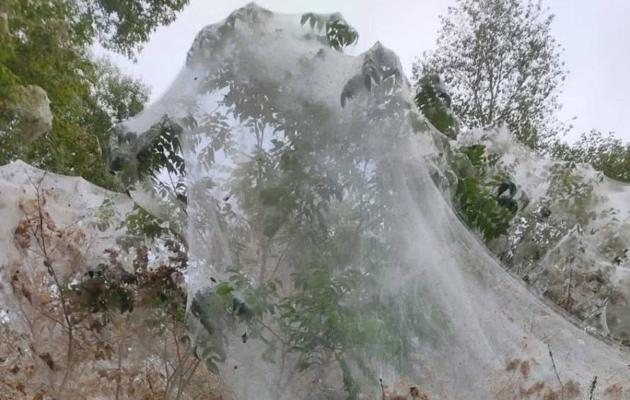 «Это просто жуть»: в Приморье леса покрылись большими слоями паутины