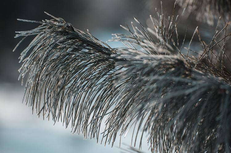 Первый снег в Приморье: Кубай назвал сроки