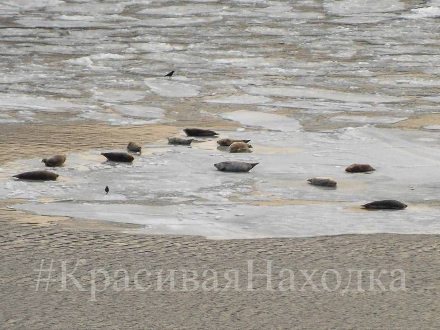 Необычная компания: ларги вернулись в бухту Находка