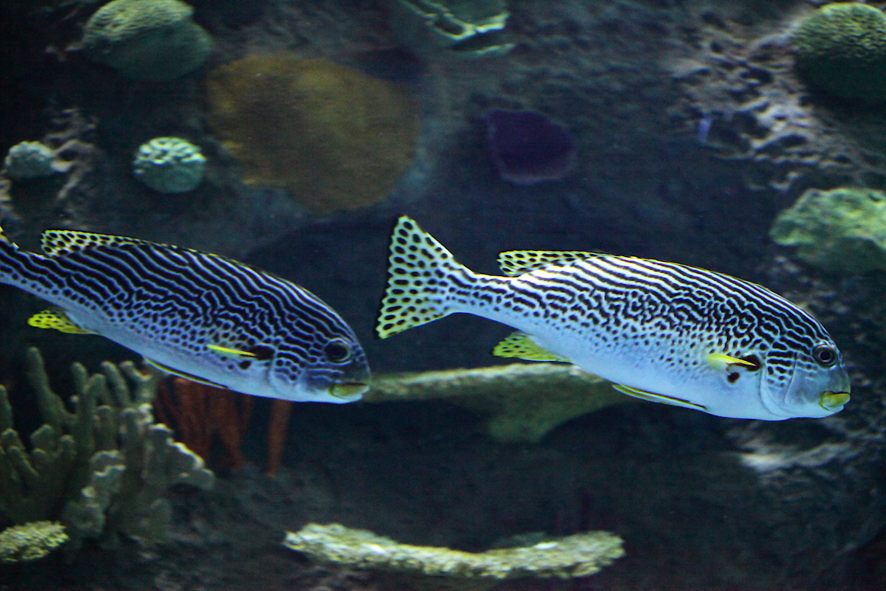 Какие звуки издают рыбы. Plectorhinchus orientalis. Чернопятнистый сладкогуб. Сладкогуб Восточный. Сладкогуб рыба.