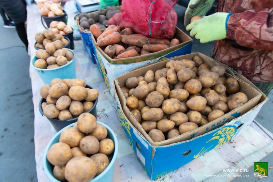 Куплю картофель приморский. Картофель в Приморье. Тюменские овощи 2022. Картофель это Приморский край иьи. Цена на картофель сегодня.
