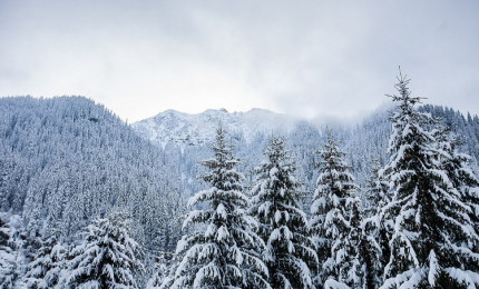 9b010c74021ab65626c6ab069c85f53eb956642e.png
