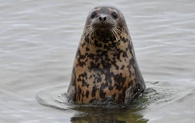 Foca largha.jpg