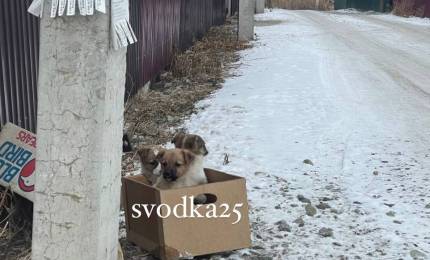 3af039500008990e028f9aa50b0cc62c5cb73c92.jpeg