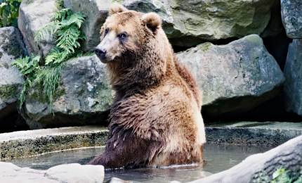 bear-5385177_1280.jpg
