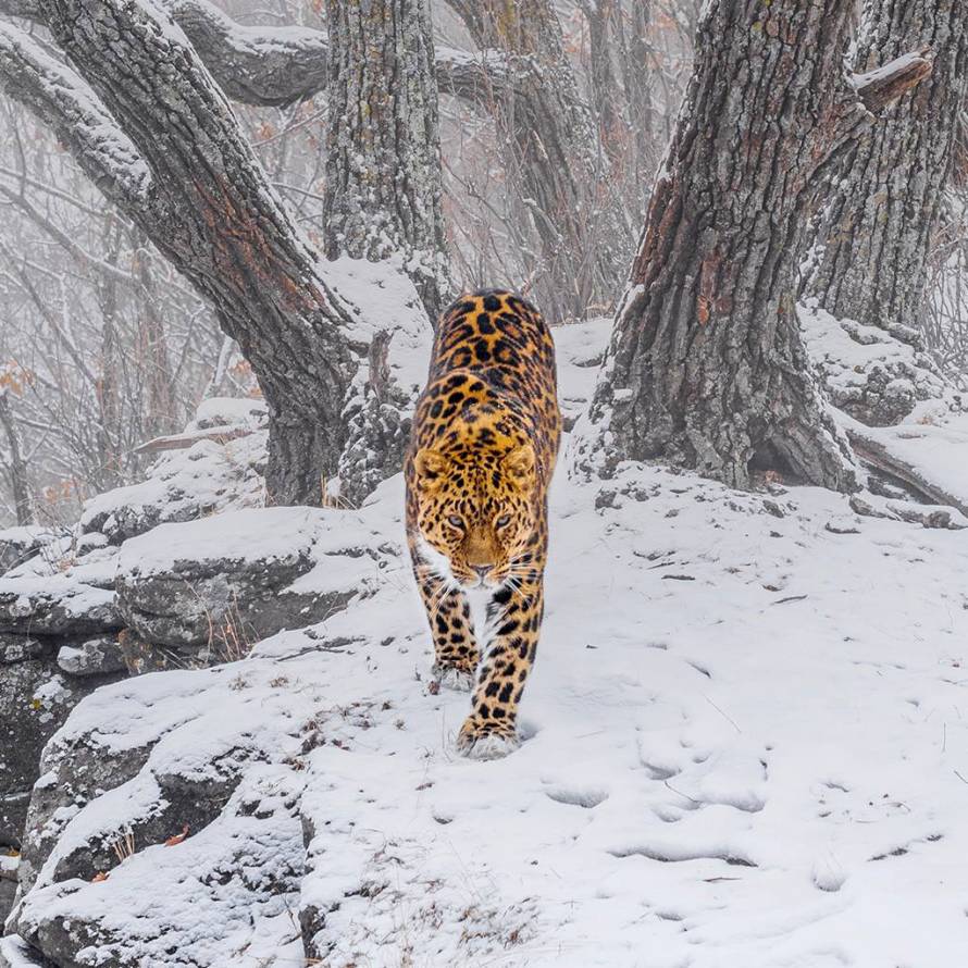Leopard star