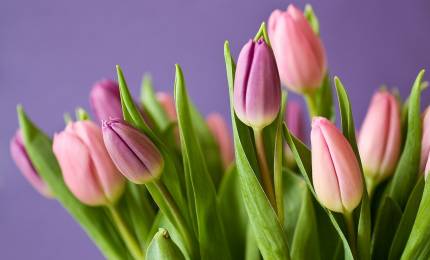 tulips-320151_1280.jpg
