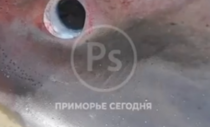 a652f3d631836c14e4113ae0a1fecd38eaa4d374.png