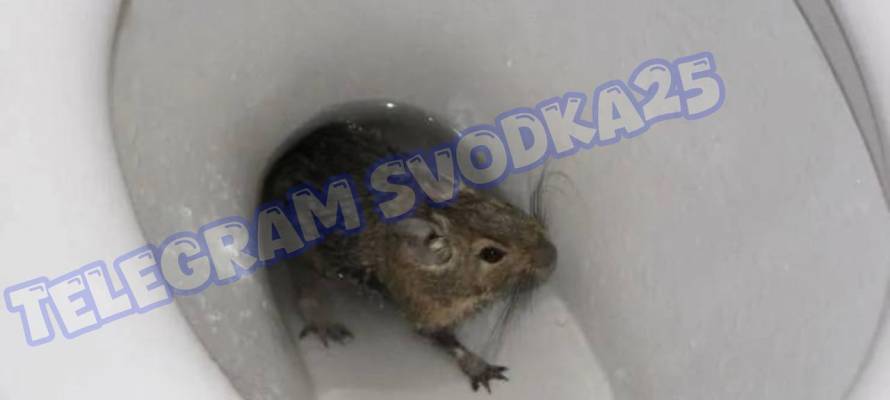 64913ad42db3ee8284070efa08e8a66dcfb6b8ab.jpeg