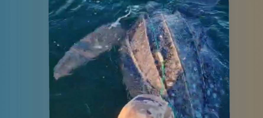 7207c0ff43eda8f8e3e8f8d9037f701c105de9c7.jpeg 7207c0ff43eda8f8e3e8f8d9037f701c105de9c7.jpeg