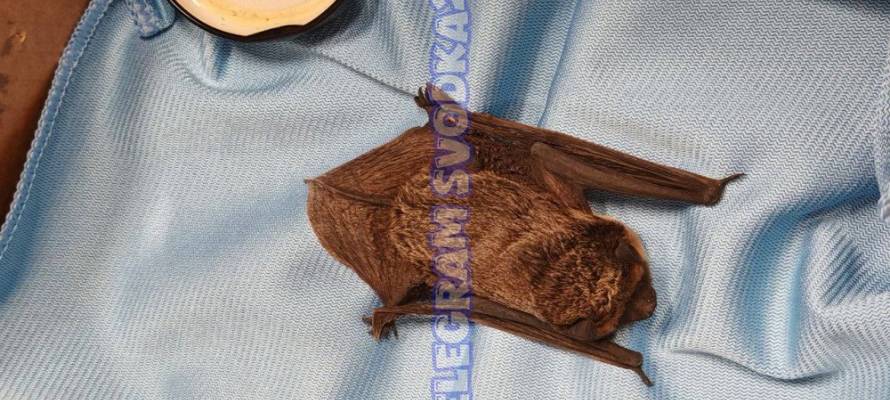 d8ab813ad62f19d11a79a19da0b601ae8f4efb4e.jpeg d8ab813ad62f19d11a79a19da0b601ae8f4efb4e.jpeg