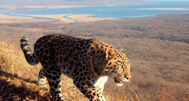 Леопард_без_имени (1).JPG